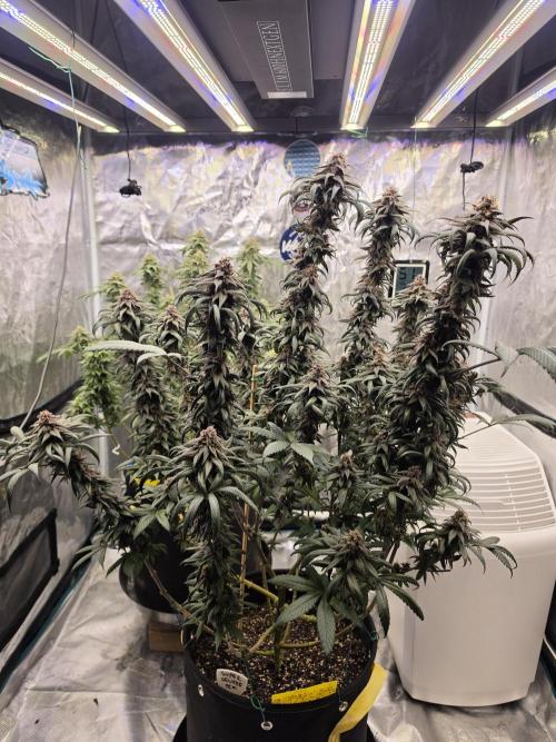 Super Deluxe. Week 16 - you can really see the parallel branching here