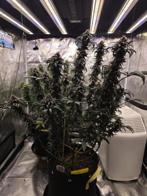 Super Deluxe. Week 16