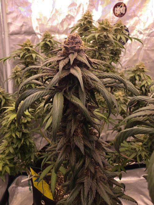 Super Deluxe. Week 17