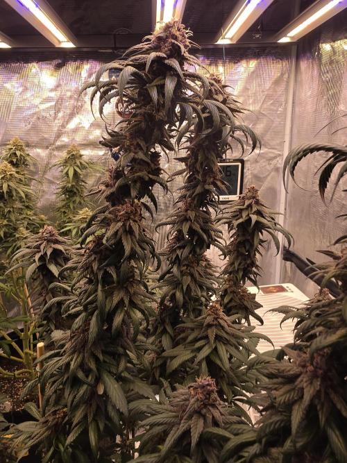 Super Deluxe. Week 17 - amazing plant