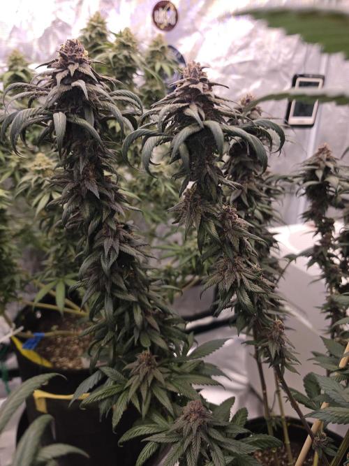 Super Deluxe. Week 17