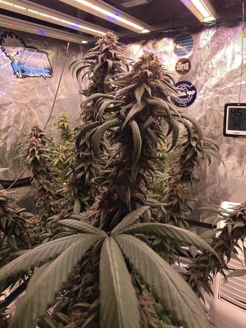 Super Deluxe. Week 17