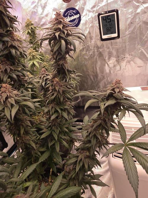 Super Deluxe. Week 17