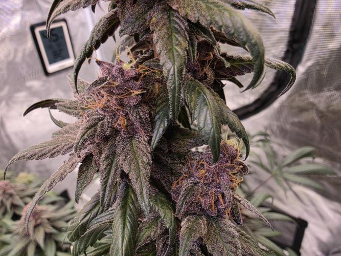 Super Deluxe. Week 17 - sweet and a little earthy building although not strong