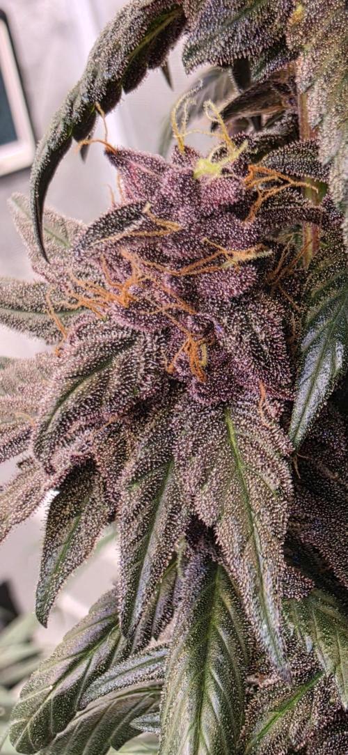 Super Deluxe. Week 17