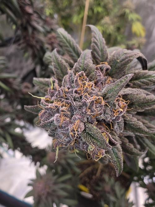 Super Deluxe. Week 18 - Just about ready to take her down 