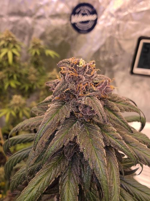 Super Deluxe. Week 18