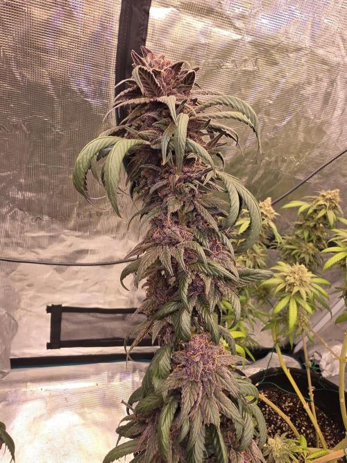 Super Deluxe. Week 18