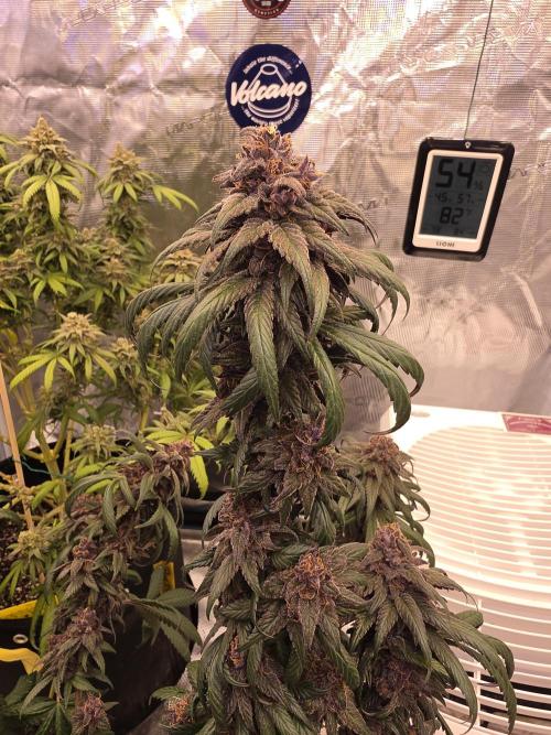 Super Deluxe. Week 18 - chunky girl! oh yeah!