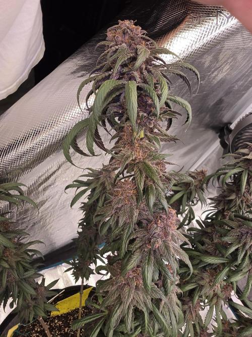 Super Deluxe. Week 18 - behold this beauty! she's a real looker
