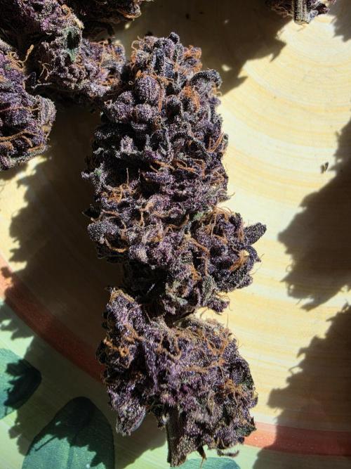 Super Deluxe. Week 19 - lots of colors really shining!!