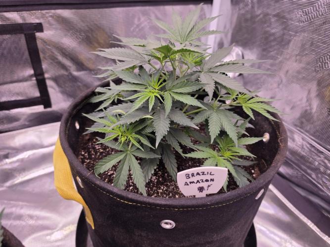 Brazil Amazon. Week 6 - transplanted from 1 gal, week 4 into 7 gal fabric pots 