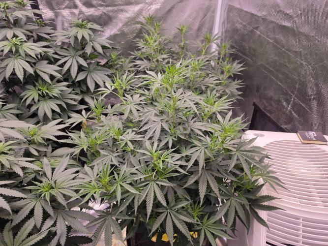 Brazil Amazon. Week 9 - very short stature for a pure Sativa, but I'm liking it so far