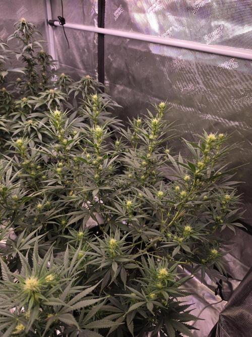Brazil Amazon. Week 11 - only had to defoliate a little due to the fine structure of this cultivar