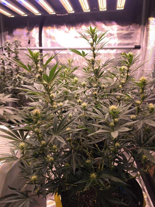 Brazil Amazon. Week 11 - nice stacking on this pheno 1 of 2