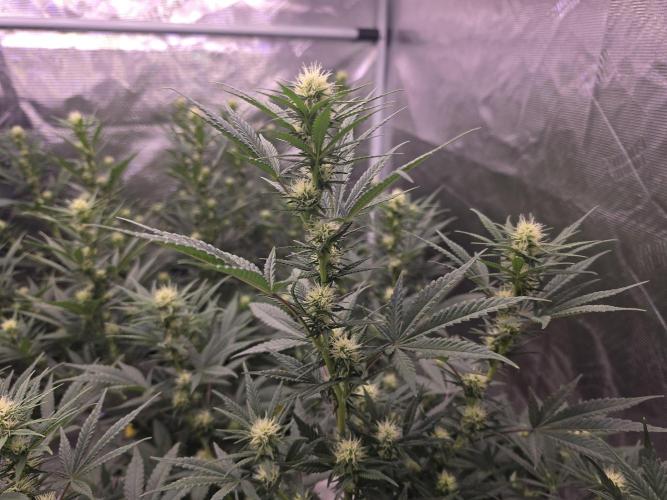 Brazil Amazon. Week 12 - buds filling in, not your typical sativa! they are similar to modern hybrids