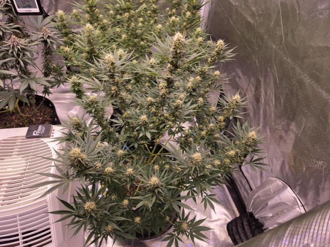 Brazil Amazon. Week 13 - this pheno coming along more quickly