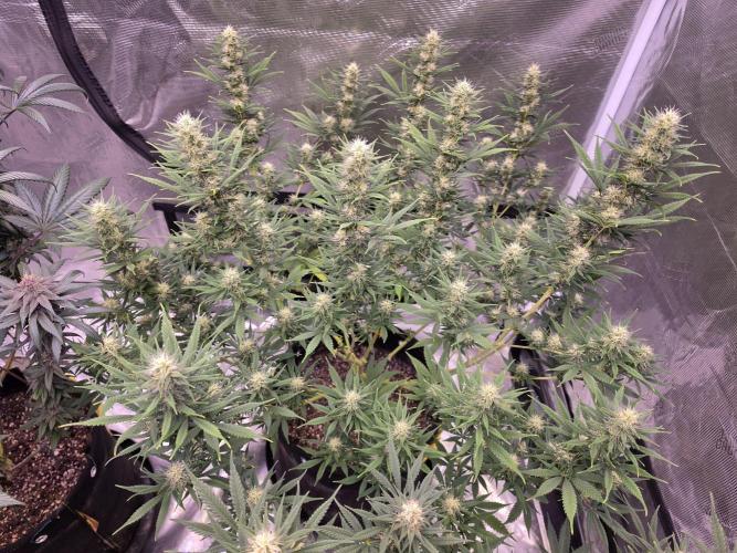 Brazil Amazon. Week 13 - this pheno moving along more slowly 