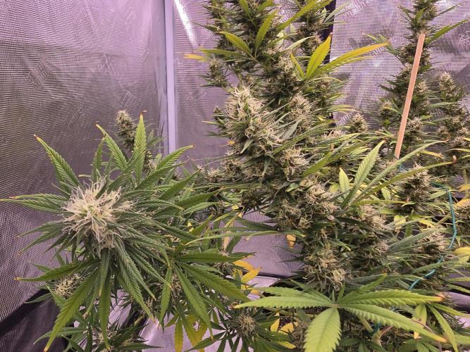 Brazil Amazon. Week 15 - the slower pheno still throwing new hairs