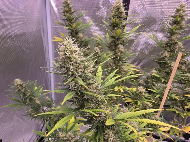 Brazil Amazon. Week 16 - event though this girls hairs are white she is yellowing out while the other is still very green