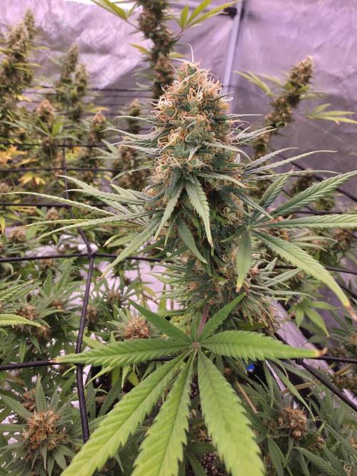 Brazil Amazon. Week 17 - showing her age here and have been using Big Bud Organic booster along with molasses 
