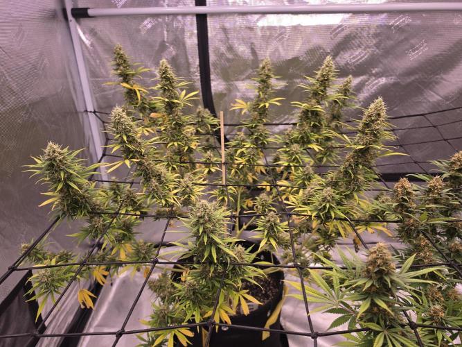 Brazil Amazon. Week 17 - this girl still active at the tops  but yellowing showing us that she's ripening