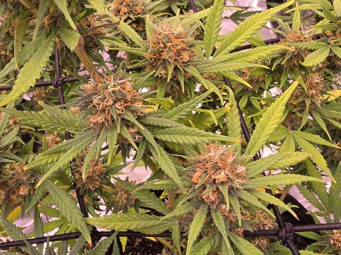 Brazil Amazon. Week 18 - this pheno is finishing as a whole plant top to bottom while the other is finishing with white hairs