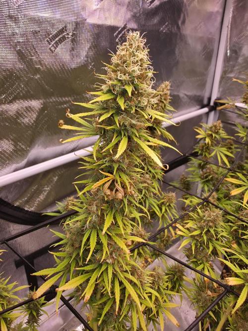 Brazil Amazon. Week 19 - nice run, easy grow