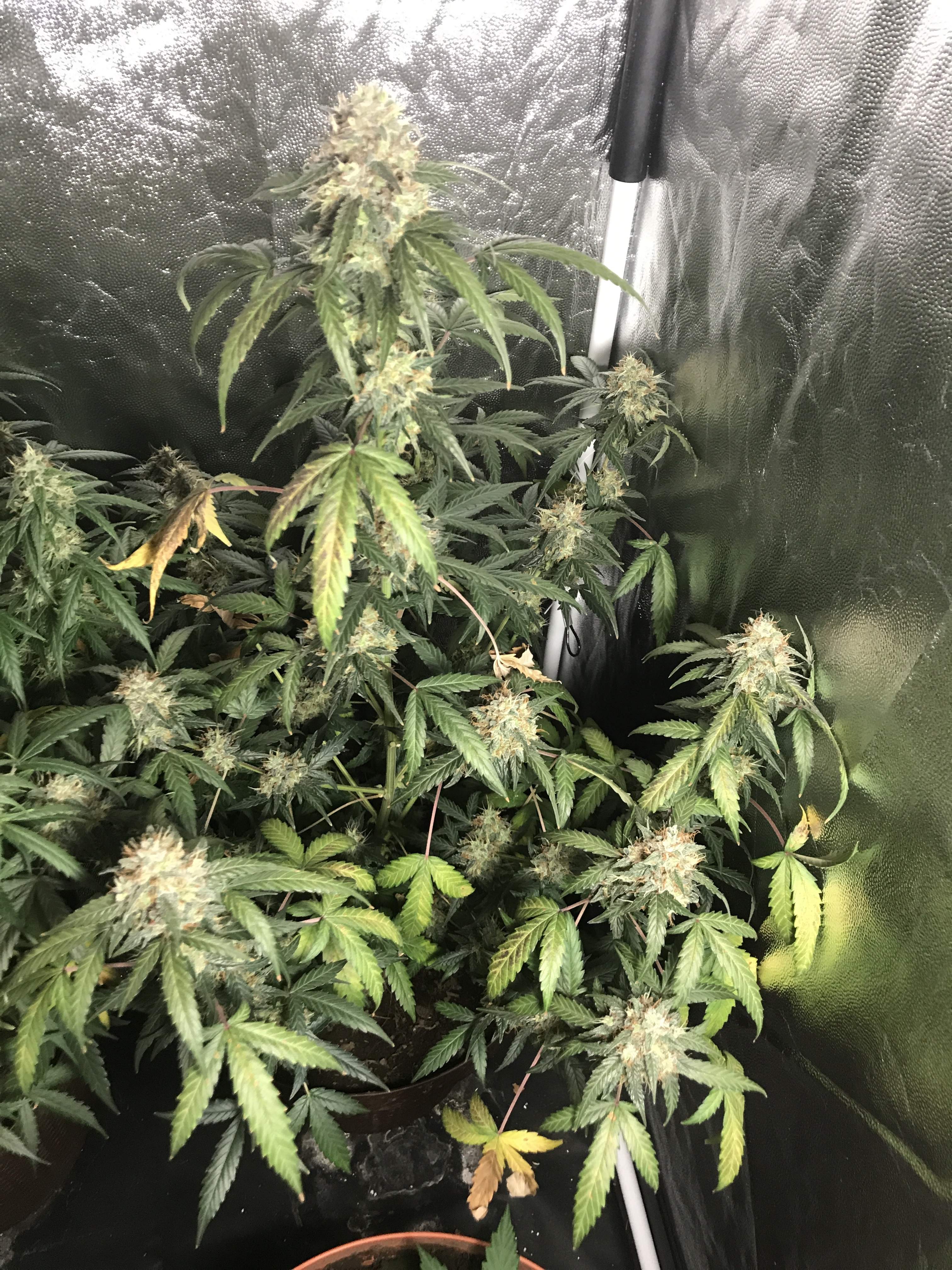 Dutch Passion Auto Blueberry grow diary (journal) week12 by HighDran