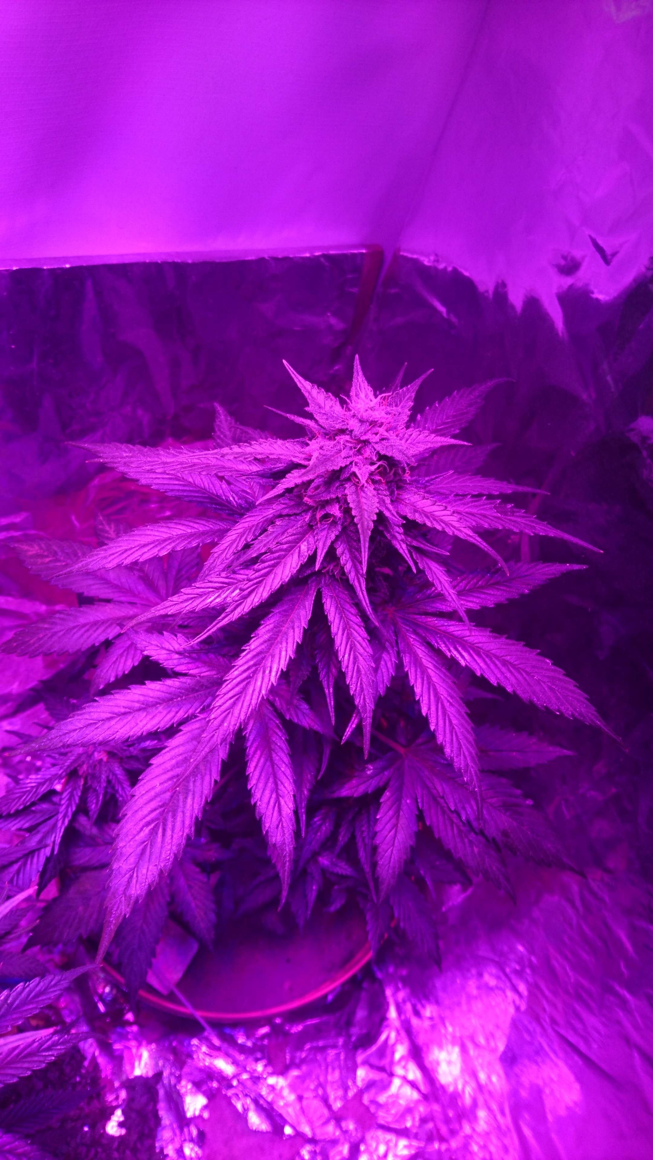 Sweet Seeds Cream Caramel Auto® grow diary (journal) week8 by HighDran