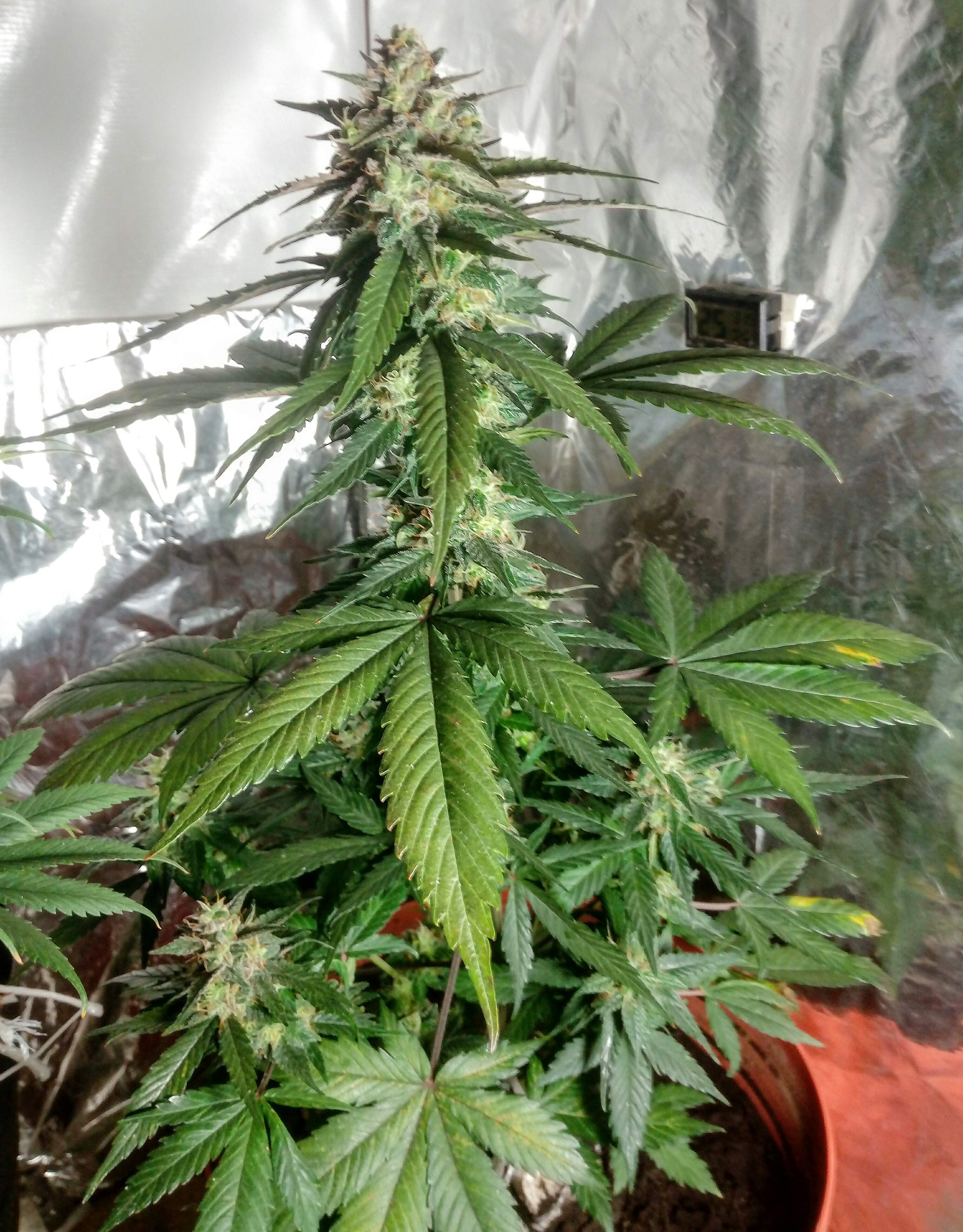 Sweet Seeds Cream Caramel Auto grow diary (journal) week10 by HighDran
