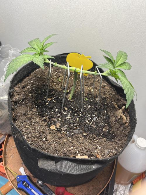 Doug’s Varin Indoor. Week 5