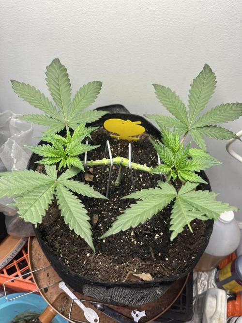 Doug’s Varin Indoor. Week 6 - Cat got to her haha