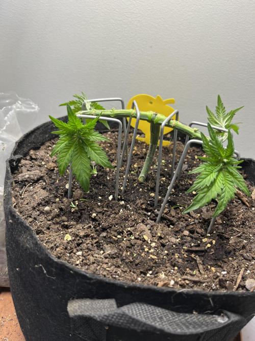 Doug’s Varin Indoor. Week 7