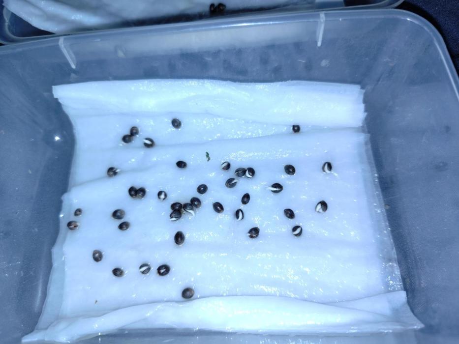 LebaneseXPakistan de Ace seeds. Week 0 - Germination