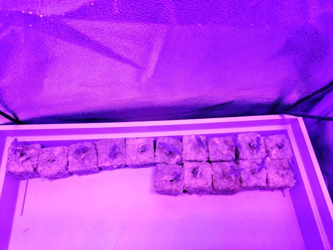 LebaneseXPakistan de Ace seeds. Week 1