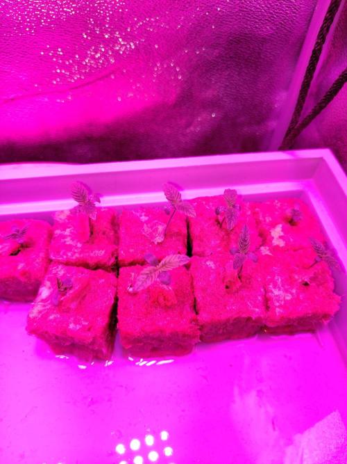 LebaneseXPakistan de Ace seeds. Week 1