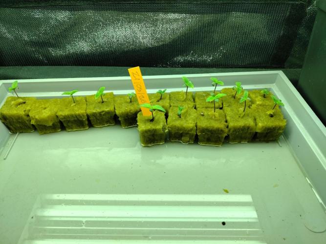 LebaneseXPakistan de Ace seeds. Week 1