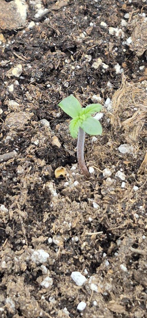 Auto Strawberry Soda. Week 0
