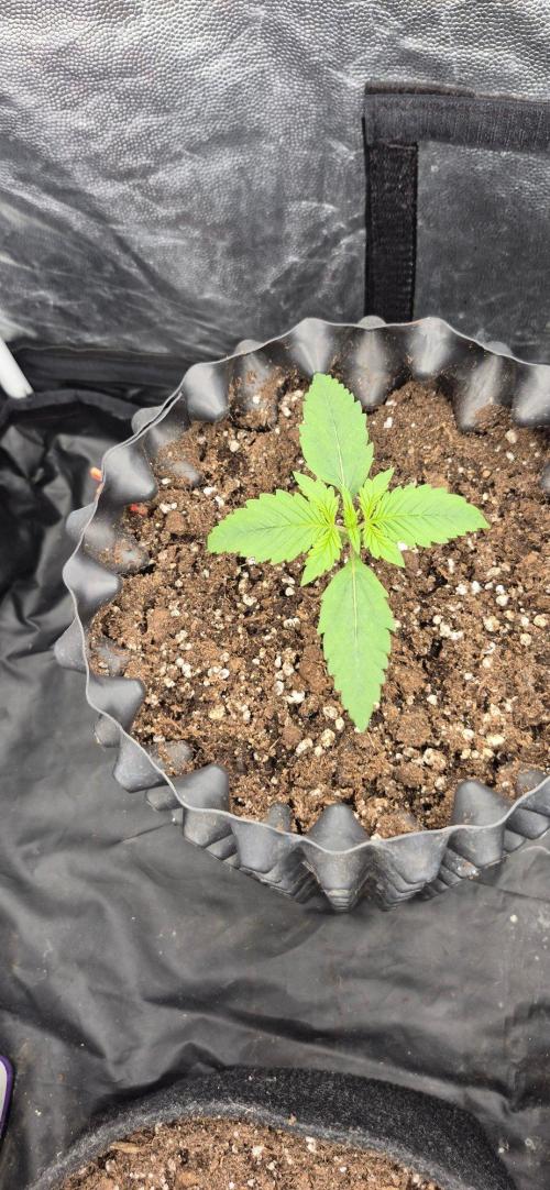 Auto Strawberry Soda. Week 1