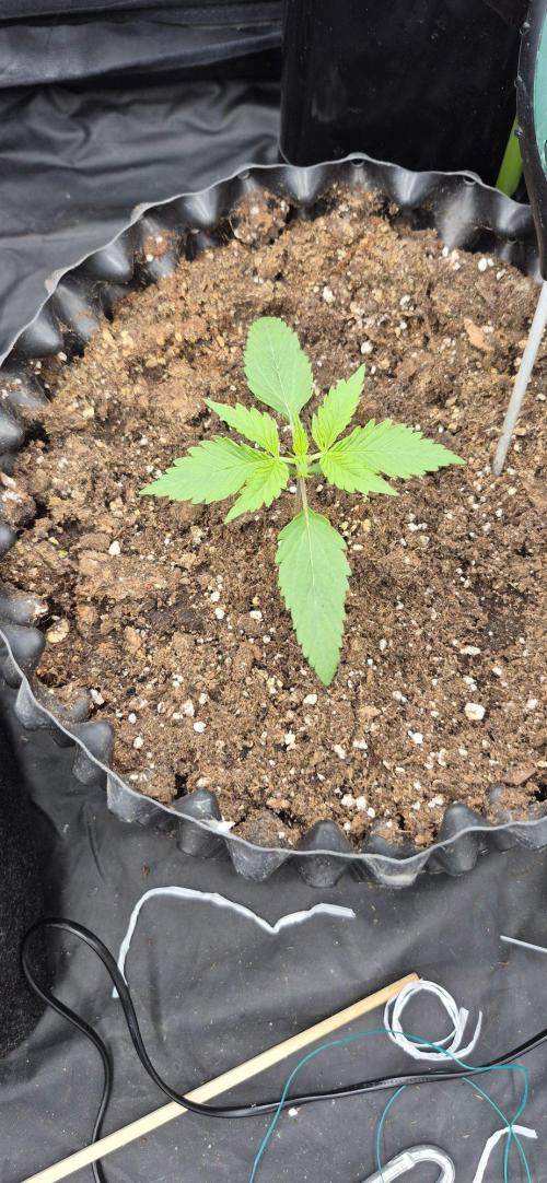 Auto Banana Blaze. Week 1