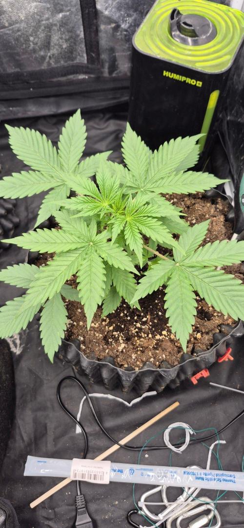 Auto Banana Blaze. Week 2