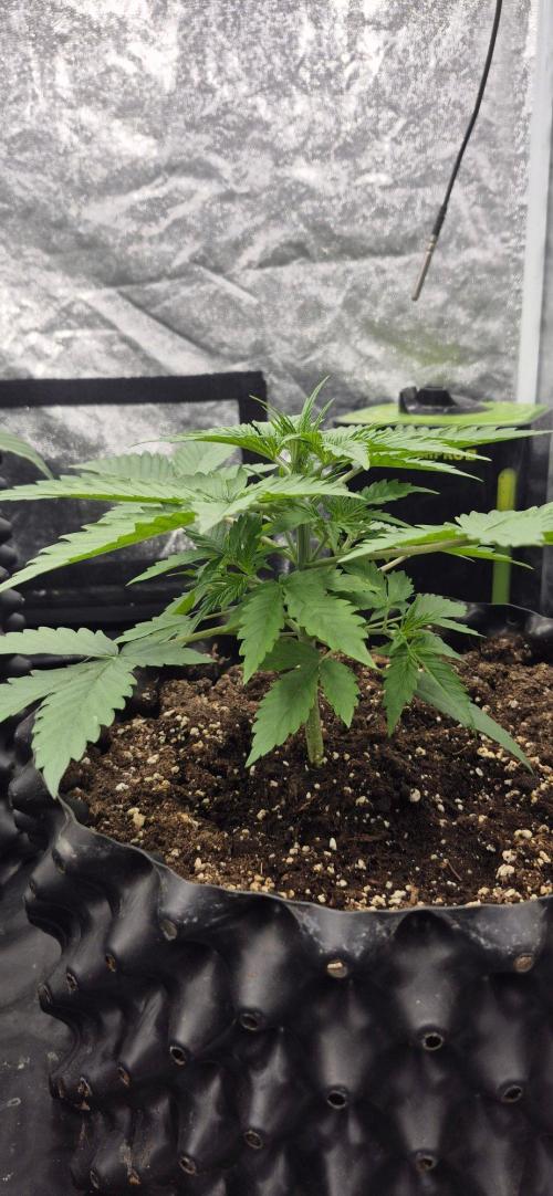 Auto Banana Blaze. Week 2