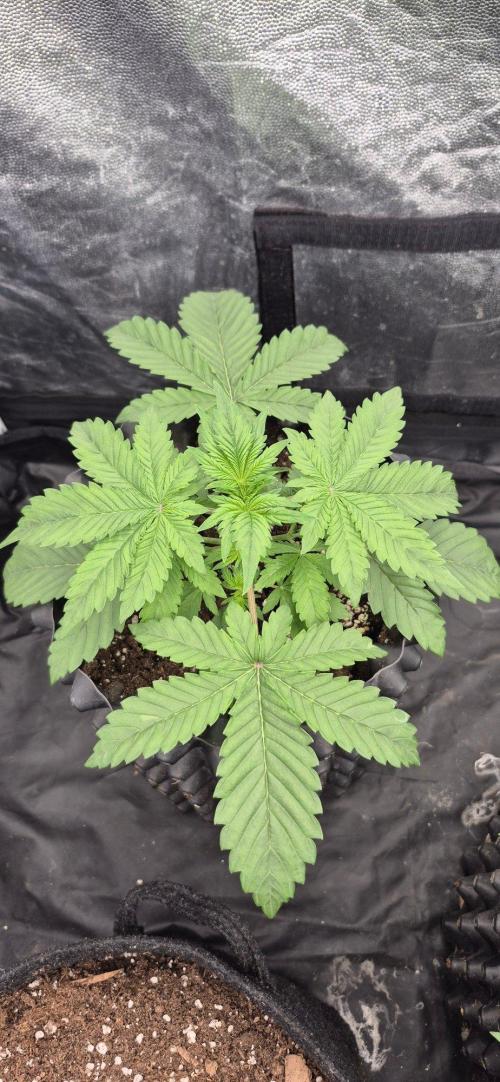 Auto Strawberry Soda. Week 2