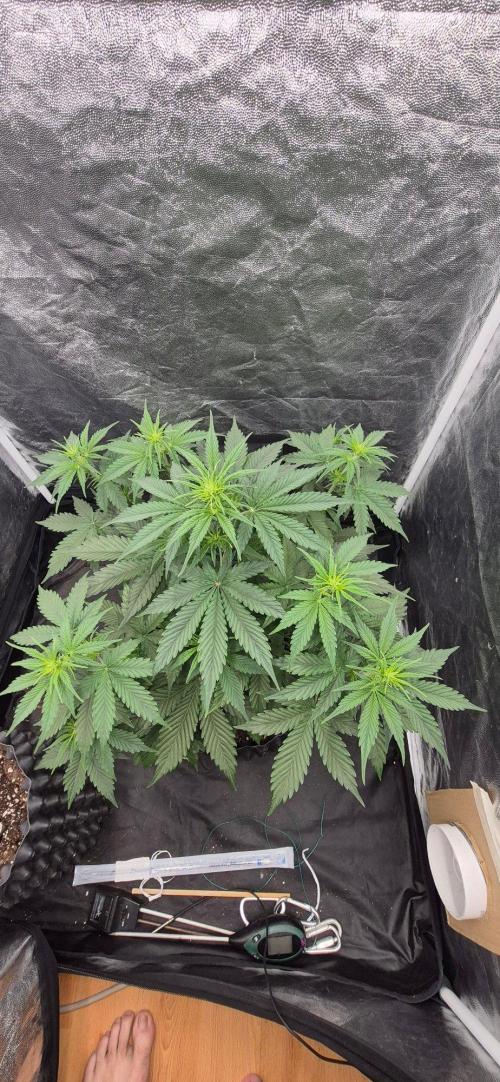 Auto Banana Blaze. Week 3