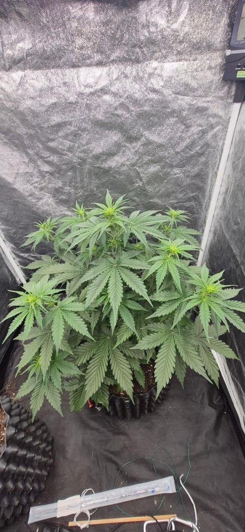 Auto Banana Blaze. Week 3