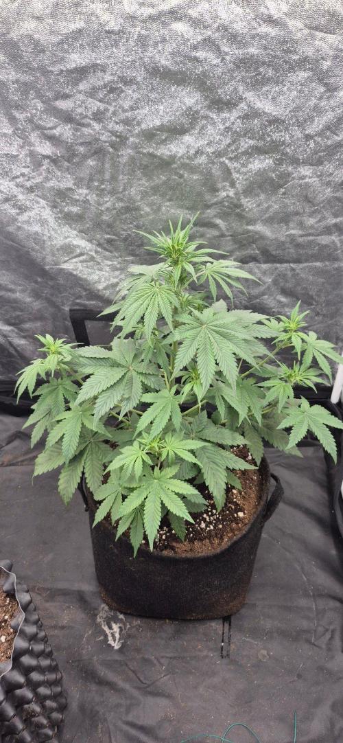 Auto Strawberry Soda. Week 3