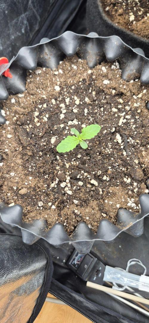 Auto Banana Blaze. Week 0