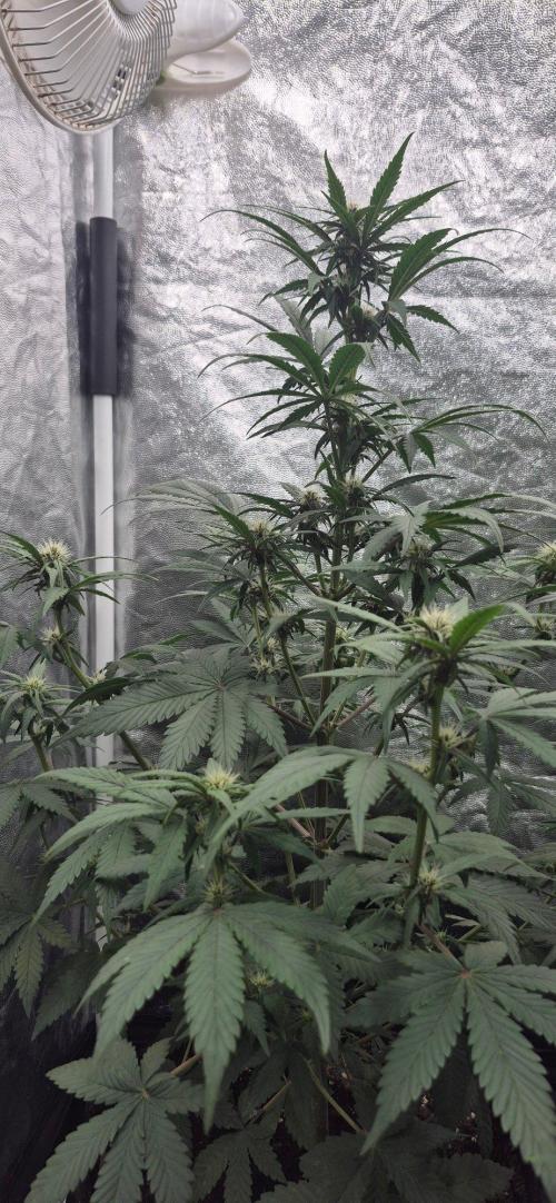 Auto Strawberry Soda. Week 4