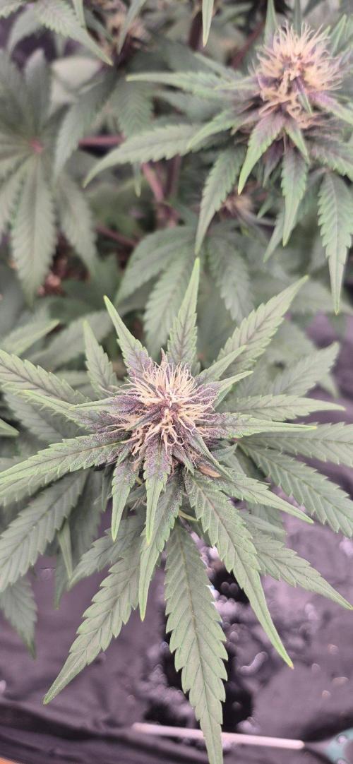 Auto Strawberry Soda. Week 5